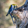 A wild Pale-headed Rosella perches at a tree cavity