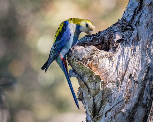 A wild Pale-headed Rosella perches at a tree cavity