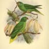 Illustration of Palm Lorikeet, below