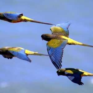 Wild Patagonian Conures in flight