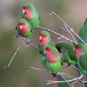 Wild Peach-faced Lovebirds perch in a tree