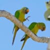 Wild Peach-fronted Conures perch on limb