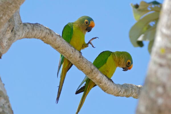 Wild Peach-fronted Conures perch on limb