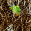 A wild Peach-fronted Conure hangs from a cluster of branches