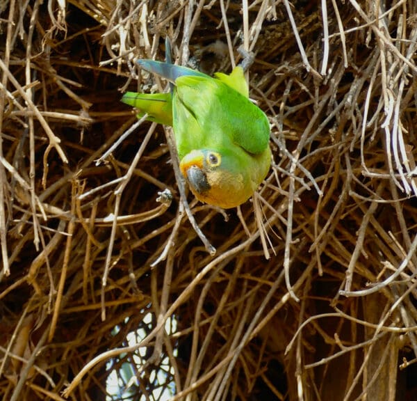 A wild Peach-fronted Conure hangs from a cluster of branches