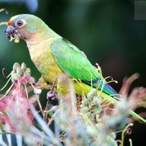 A wild Peach-fronted Conure feeds on blossoms