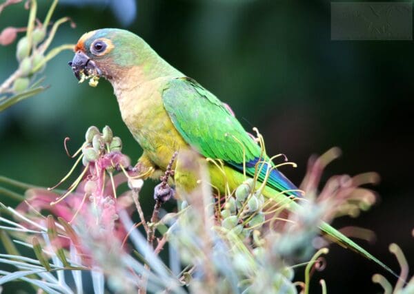 A wild Peach-fronted Conure feeds on blossoms