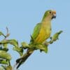 A wild Peach-fronted Conure perches in a tree