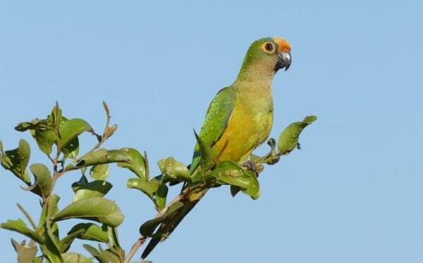 A wild Peach-fronted Conure perches in a tree