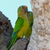 Wild Peach-fronted Conures perch in the crook of a tree