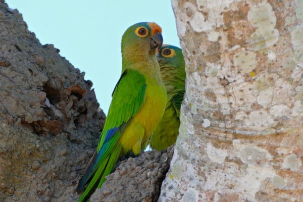 Wild Peach-fronted Conures perch in the crook of a tree