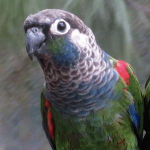 Closeup of a Pearly Conure