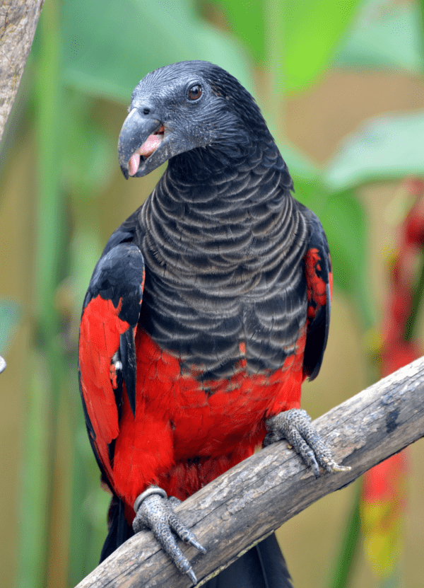 A Pesquet's Parrot perches on a branch