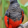 A Pesquet's Parrot perches on a branch