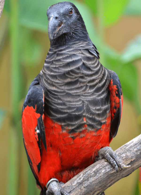 A Pesquet's Parrot perches on a branch