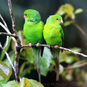 Wild Plain Parakeets perch on a thin branch