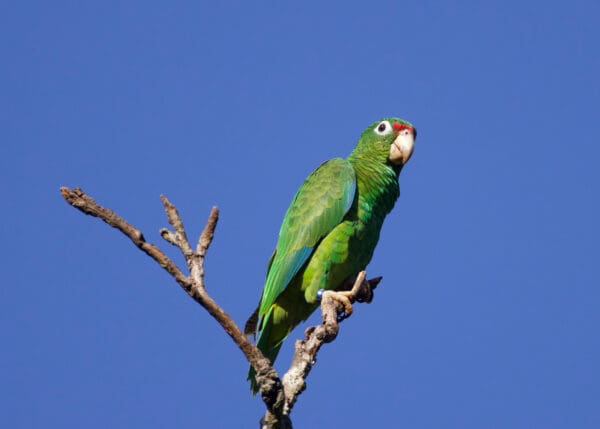 A wild Puerto Rican Amazon perches in a tree