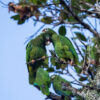 A wild Puerto Rican Amazon pair allopreens