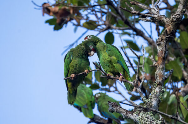 A wild Puerto Rican Amazon pair allopreens