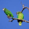 A wild Puerto Rican Amazon pair perches ina tree