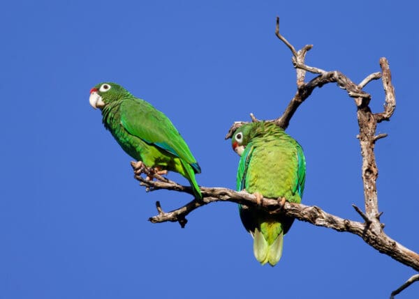 A wild Puerto Rican Amazon pair perches ina tree