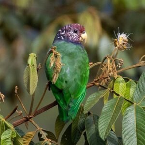 A wild Plum-crowned Parrot perches in a leafy tree