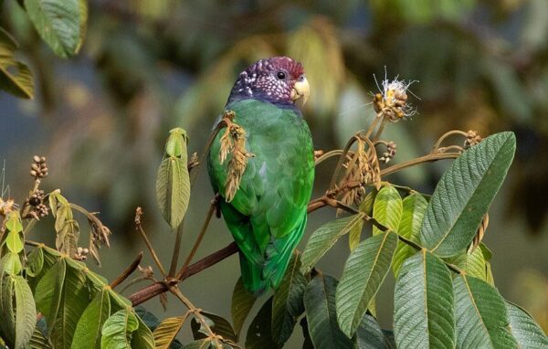 A wild Plum-crowned Parrot perches in a leafy tree