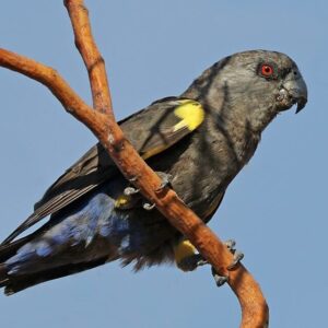 A wild female Rüppell's Parrot perches on a branch