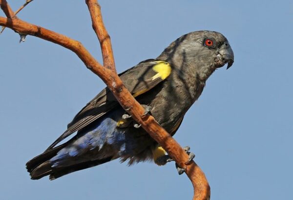 A wild female Rüppell's Parrot perches on a branch