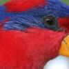 Closeup of Red-and-blue Lory