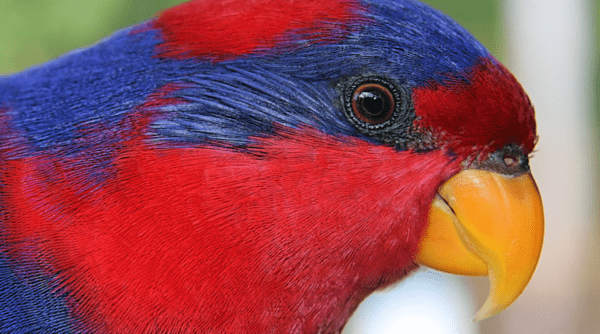 Closeup of Red-and-blue Lory