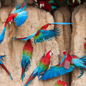 Wild Red-and-green Macaws take soil from a clay lick