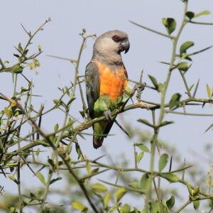 A wild Red-bellied Parrot perches in a tree