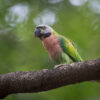 A wild female Red-breasted Parakeet perches on a limb