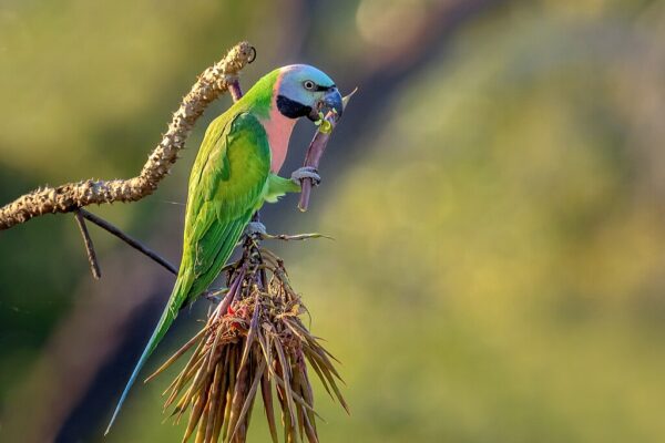 A wild male Red-breasted Parakeet feeds on a seed pod