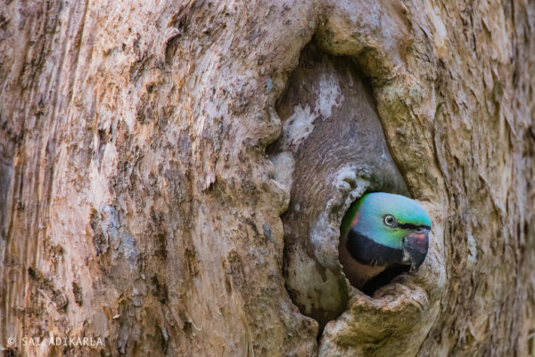 A wild male Red-breasted Parakeet peeks out of a nest cavity