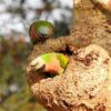 Wild Red-breasted Parakeets perch around a nest caviy