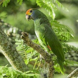 A wild Red-browed Amazon perches in a tree