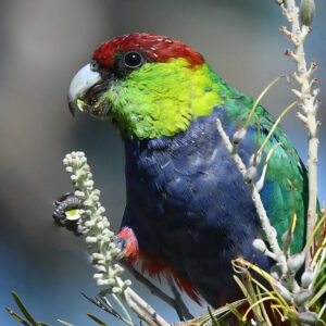 A wild Red-capped Parrot feeds on seeds