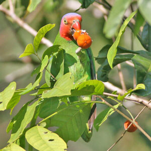 A wild Red-cheeked Parrot feeds on fruit