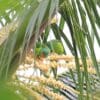 Wild Red-chinned Lorikeets perch in a palm tree