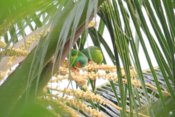 Wild Red-chinned Lorikeets perch in a palm tree