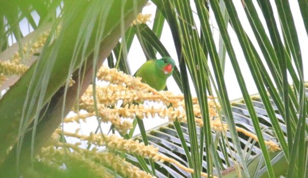 A wild Red-chinned Lorikeet perches in a palm tree