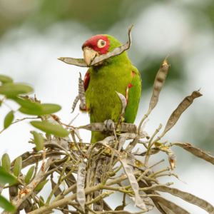 A wild Red-masked Conure feeds on a seed pod