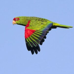 Wild Red-spectacled Amazon in flight