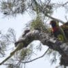 A wild Mitchell's Lorikeet perches in a tree