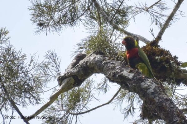 A wild Mitchell's Lorikeet perches in a tree