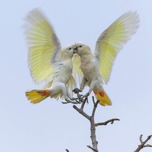 Wild Red-vented Cockatoos interact