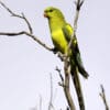 A wild Regent Parrot perches on a branch