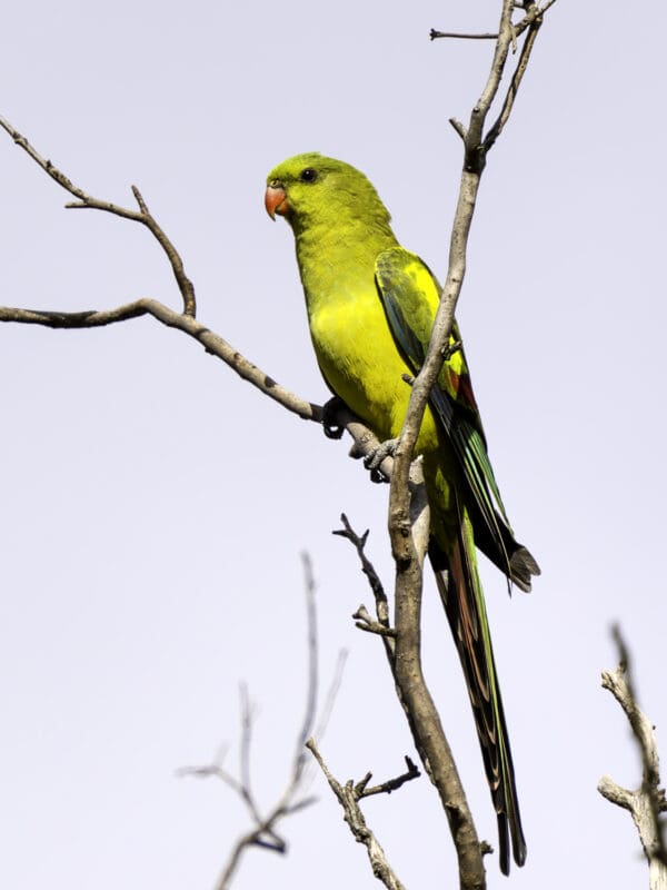 A wild Regent Parrot perches on a branch